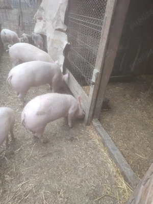 porci de rasa  - imagine 5