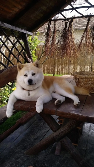Akita Inu își caută parteneră - imagine 3