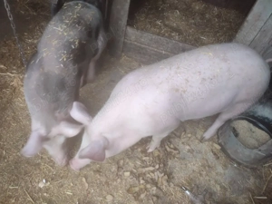 porci de rasa  - imagine 2
