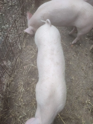 porci de rasa  - imagine 4