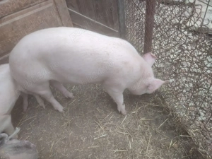 porci de rasa  - imagine 3