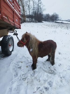 vand sau schimb ponei  - imagine 4