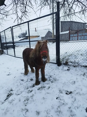 vand sau schimb ponei  - imagine 5