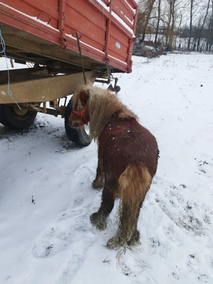 vand sau schimb ponei  - imagine 2