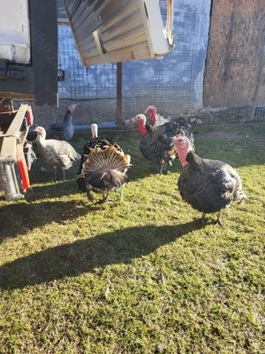 curcani tineri si frumosi, de vanzare - imagine 2