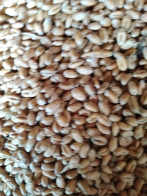 vind griu de calitate.  - imagine 2