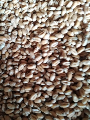 vind griu de calitate. 