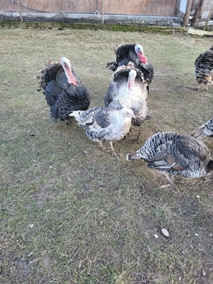 curcani tineri si frumosi, de vanzare - imagine 3