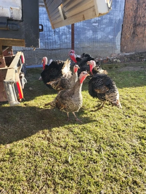 curcani tineri si frumosi, de vanzare - imagine 2