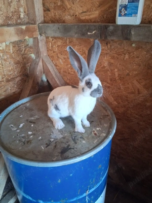 pui fluture german  - imagine 3