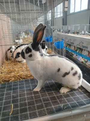 pui fluture german  - imagine 2