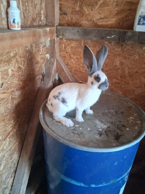 pui fluture german  - imagine 5