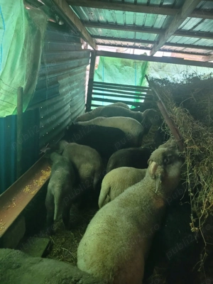 Vand miei cu greutatea între 20-35 kg - imagine 2