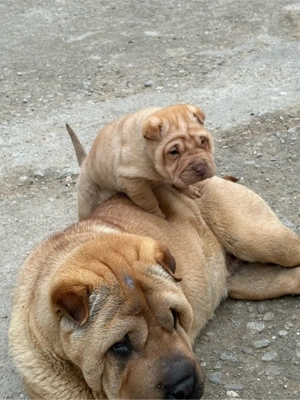 Puiuți de shar pei  - imagine 2