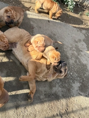 Puiuți de shar pei  - imagine 4