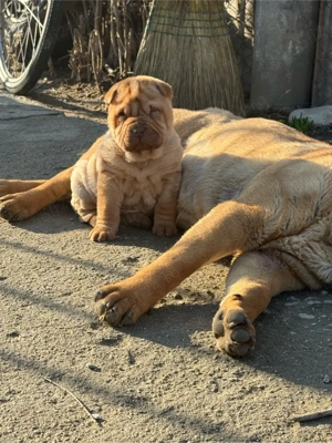 Puiuți de shar pei  - imagine 3