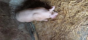 Vând purcei rasa de carne Pietran greutate 30 de kg bucata 