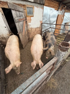porci de vanzare sau schimb 