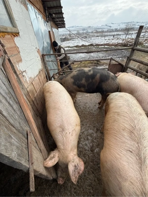 porci de vanzare sau schimb  - imagine 4