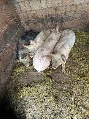 porci de vanzare sau schimb  - imagine 5