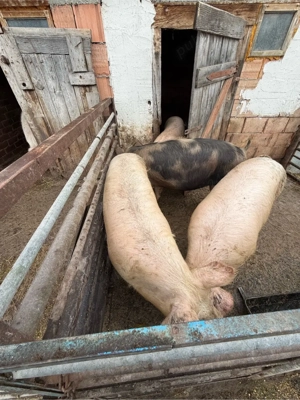 porci de vanzare sau schimb  - imagine 2