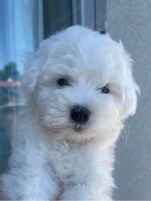 bichon maltez