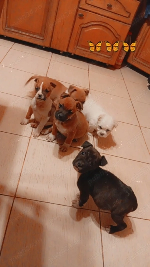 Pui Amstaff, cauta casuta noua