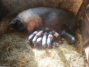 vând scroafă fatata.