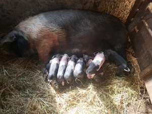 vând scroafă fatata. - imagine 2