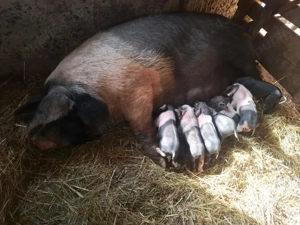 vând scroafă fatata. - imagine 3