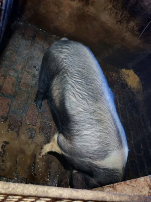 Vand porc gospodăria proprie crescut natural - imagine 2