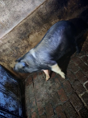 Vand porc gospodăria proprie crescut natural - imagine 5