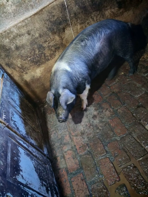 Vand porc gospodăria proprie crescut natural - imagine 3