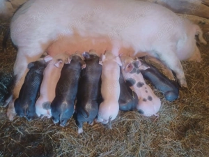 Vand scroafă cu purcei !