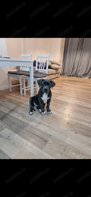 Pui amstaff femela! blue - imagine 2