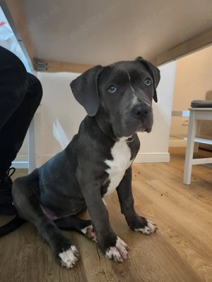 Vand pui Amstaff! femela 