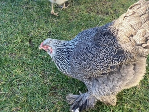 Pasari de rasa mare si grea - imagine 5