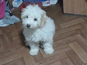 vând cațel - imagine 2