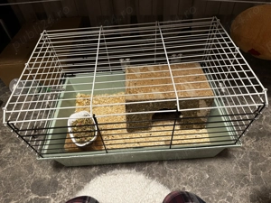 Sinsila mascul + tot ce are nevoie  - imagine 2