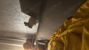 Sinsila mascul + tot ce are nevoie  - imagine 5