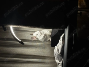 Sinsila mascul + tot ce are nevoie  - imagine 4