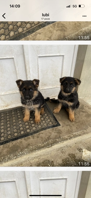 Căței ciobănesc german