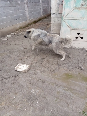 Vând cățea de 9 luni - imagine 2