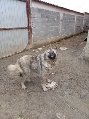 Vând cățea de 9 luni - imagine 3