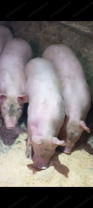 Purcei de vanzare de 9 săptămâni  landras cu petran