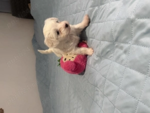 Bichon maltez, pui, fetita in varsta de 5 saptamani - imagine 5