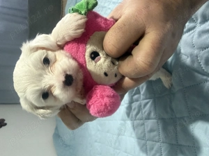 Bichon maltez, pui, fetita in varsta de 5 saptamani - imagine 4