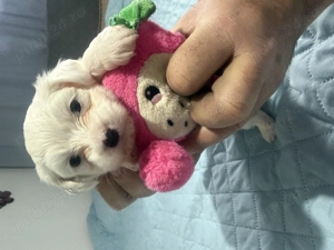 Bichon maltez, pui, fetita in varsta de 5 saptamani - imagine 2