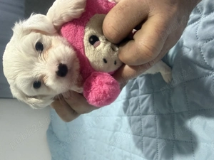 Bichon maltez, pui, fetita in varsta de 5 saptamani - imagine 3