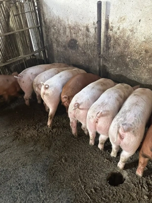 porci 35,40 kg 650 lei